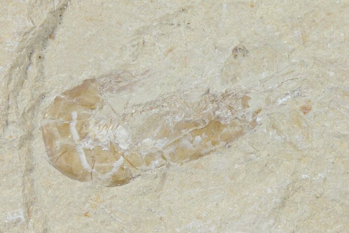 Cretaceous Fossil Shrimp - Lebanon #123922
